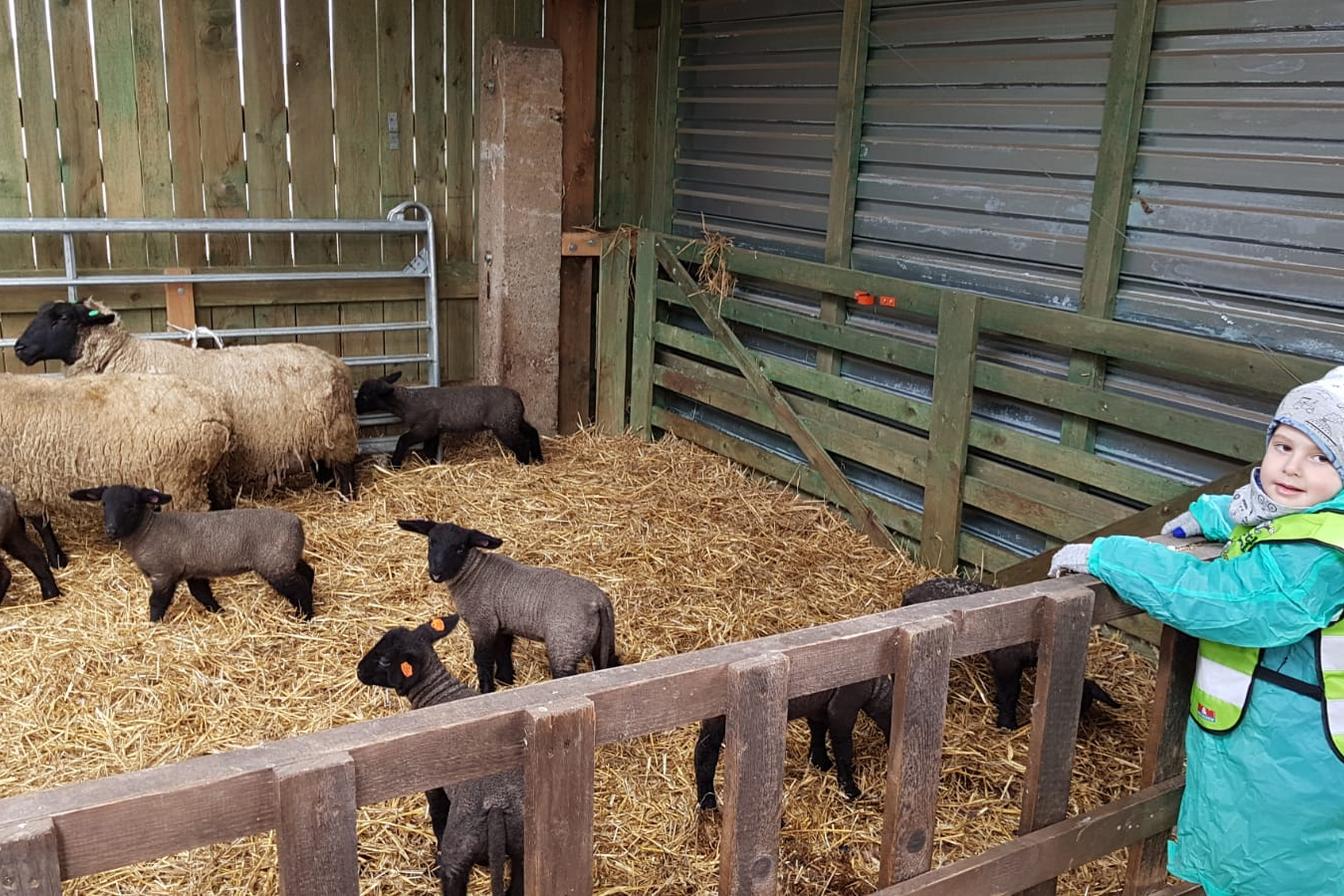 Máme rádi zvířata I.: ovečky