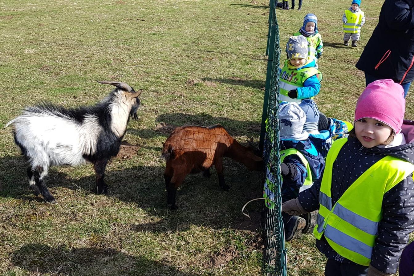 Máme rádi zvířata II.: kozičky