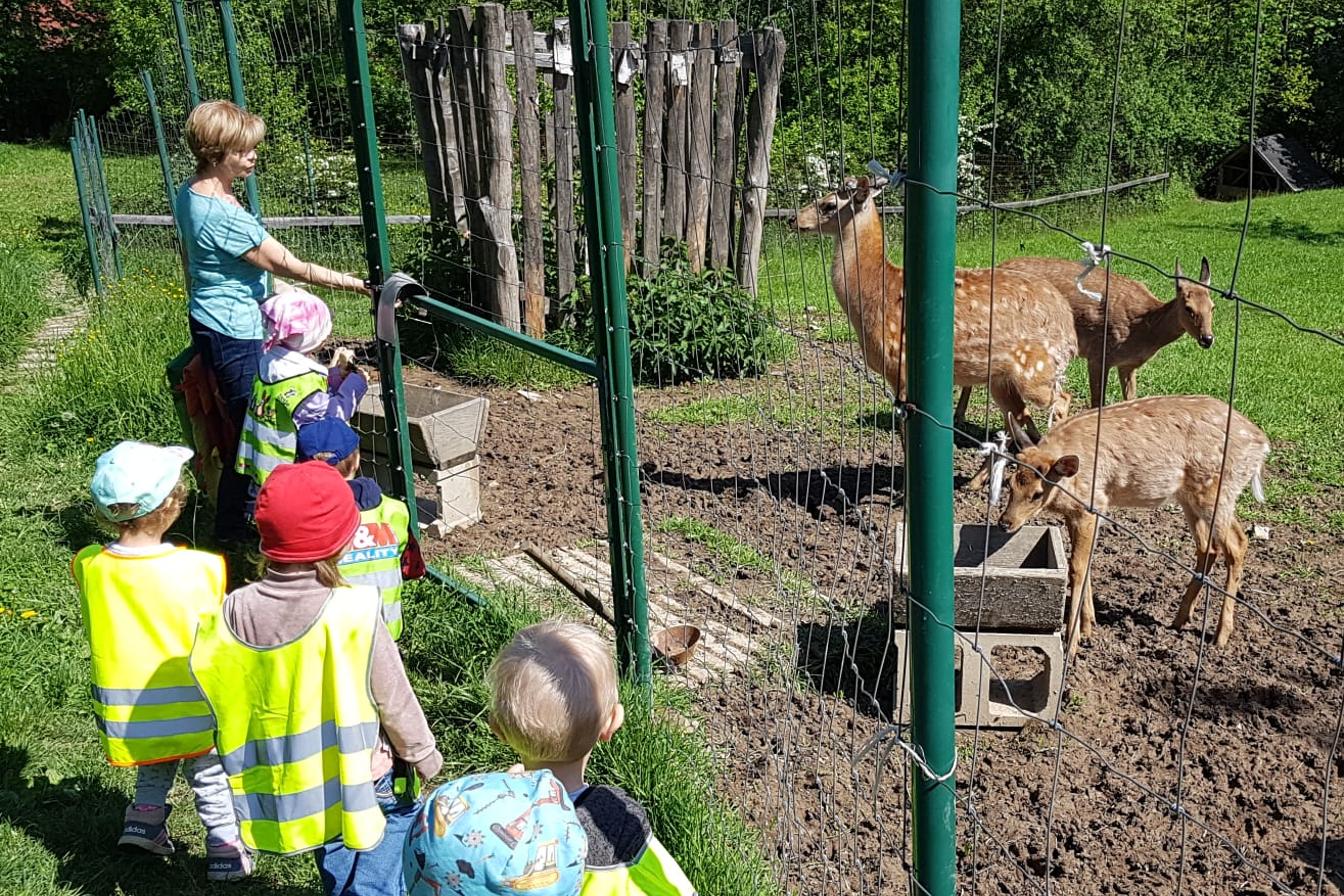 Vycházka za jeleny a návštěva lesní školky