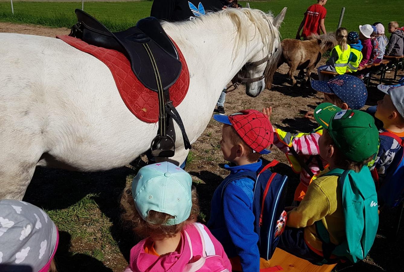 Máme rádi zvířata: Koníci - 26