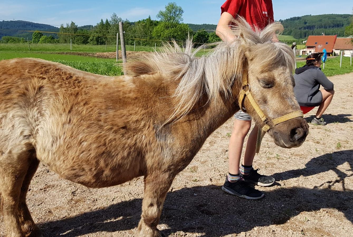Máme rádi zvířata: Koníci - 30