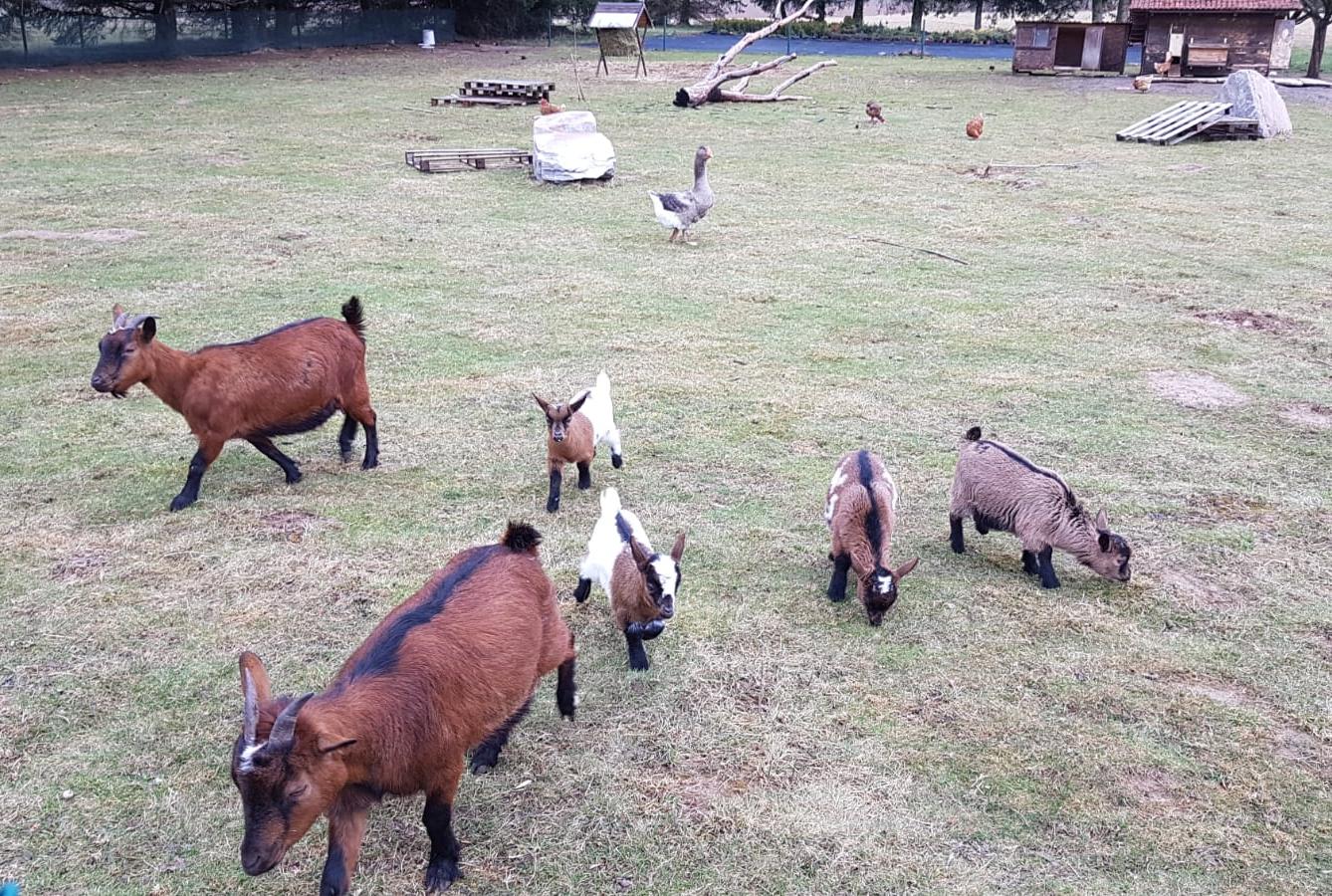 "Máme rádi zvířata" - vycházky za zvířátky - 1