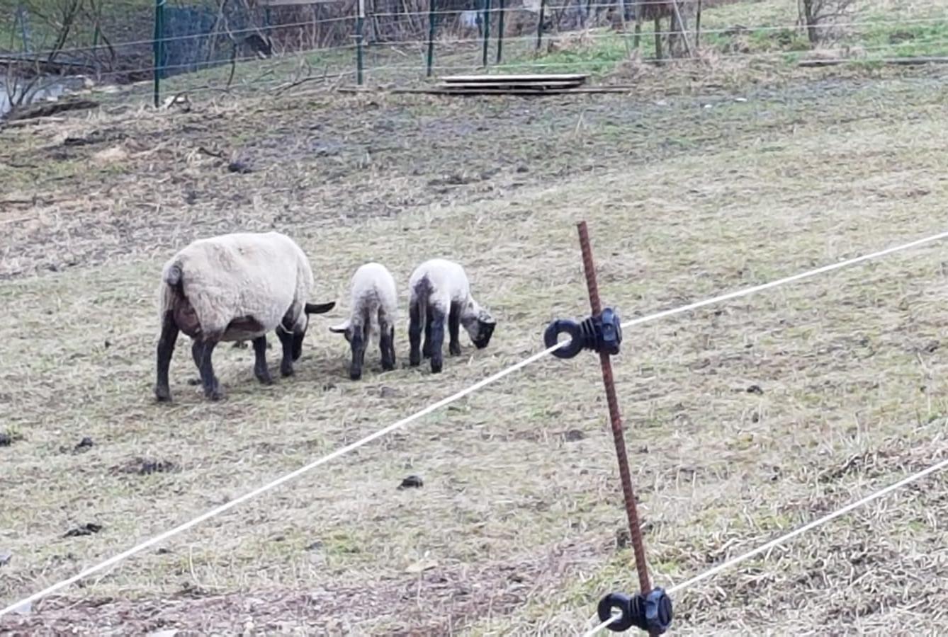"Máme rádi zvířata" - vycházky za zvířátky - 6