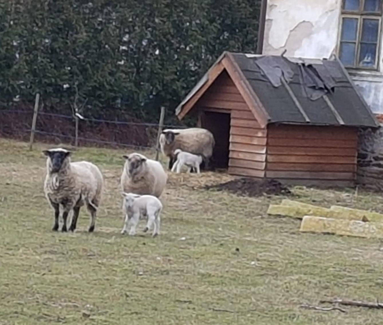 "Máme rádi zvířata" - vycházky za zvířátky - 8