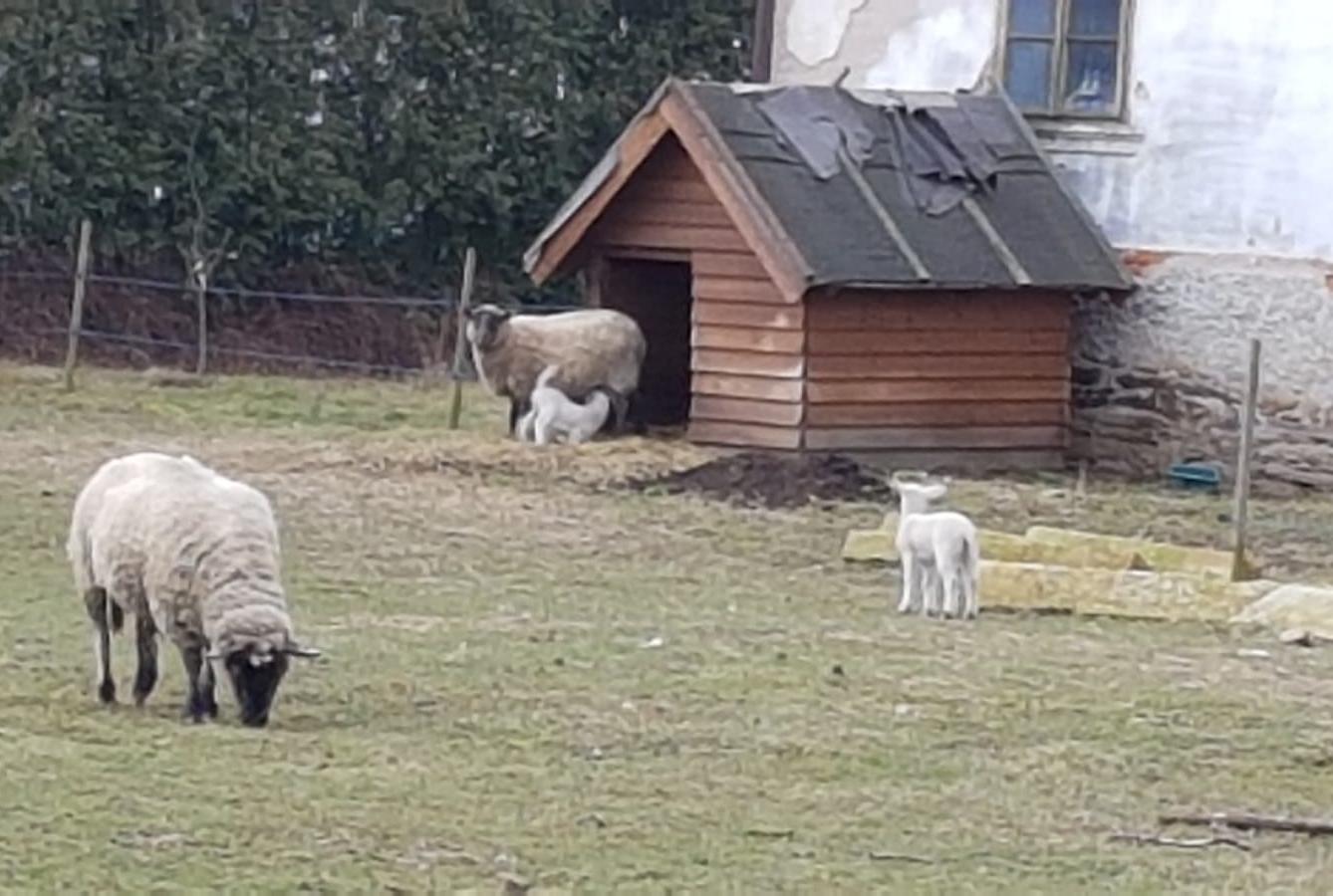 "Máme rádi zvířata" - vycházky za zvířátky - 10