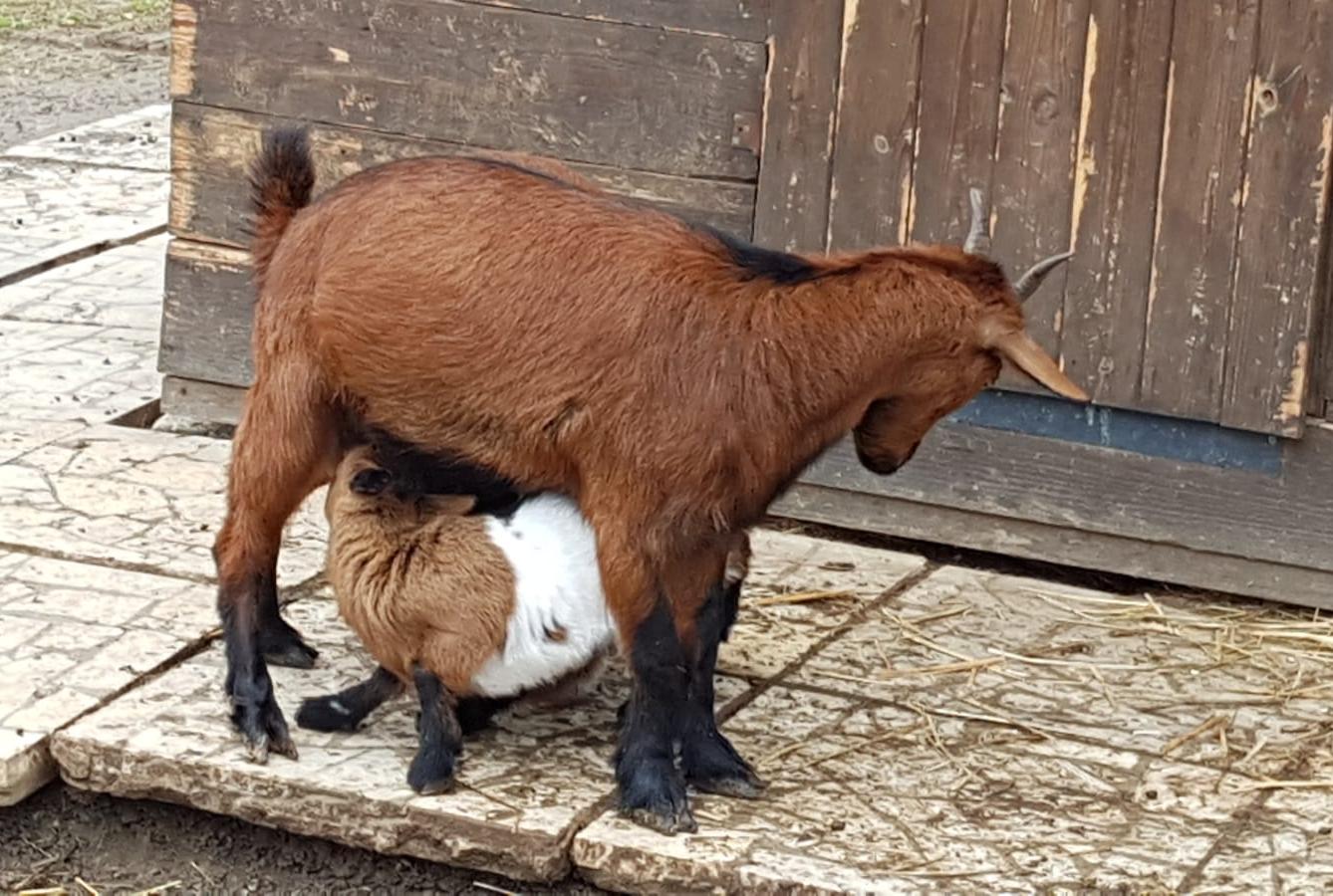 "Máme rádi zvířata" - vycházky za zvířátky - 15