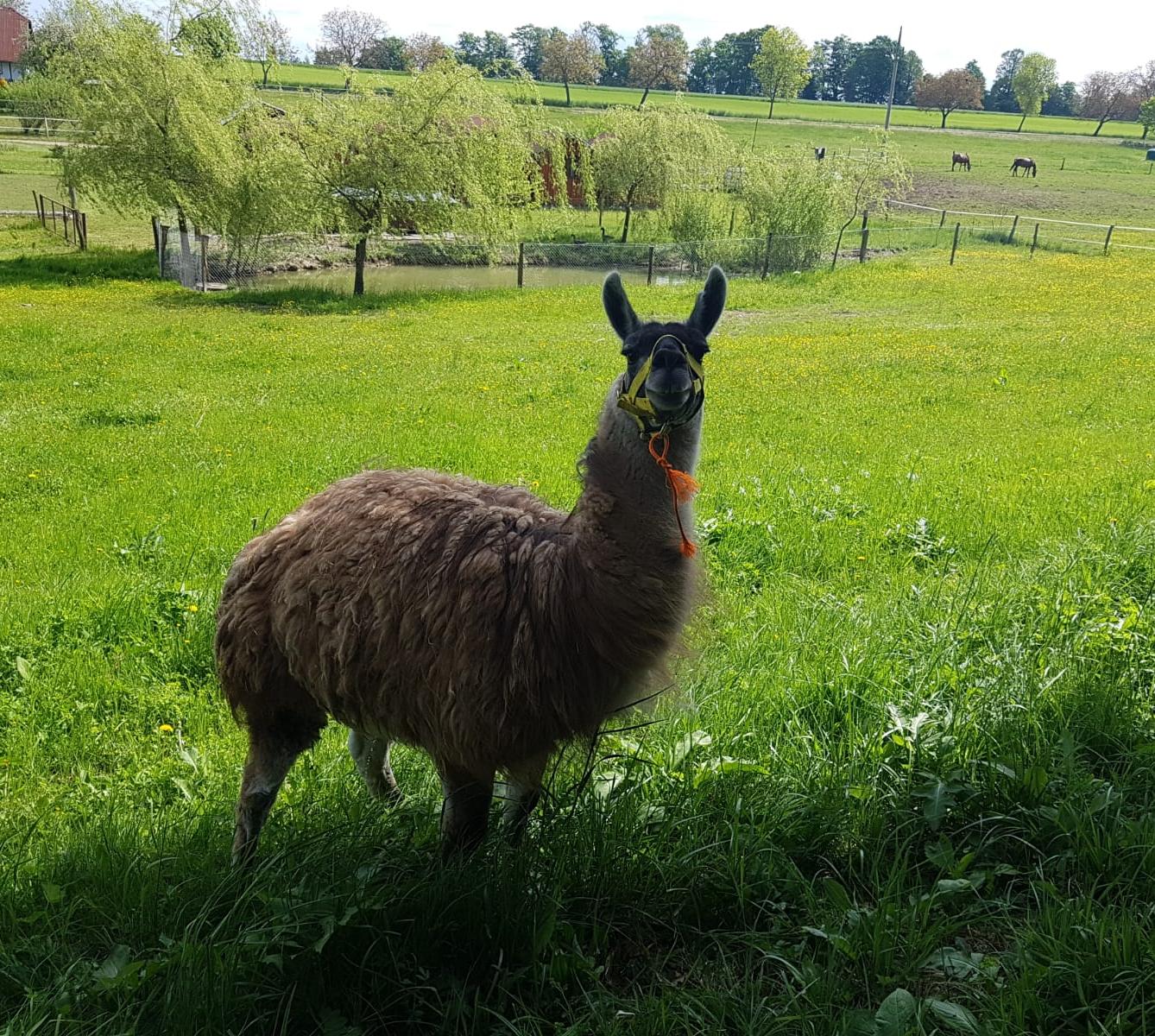 Sláva, nazdar výletu:-) (Babiččin statek - Líšnice) I. část - 24