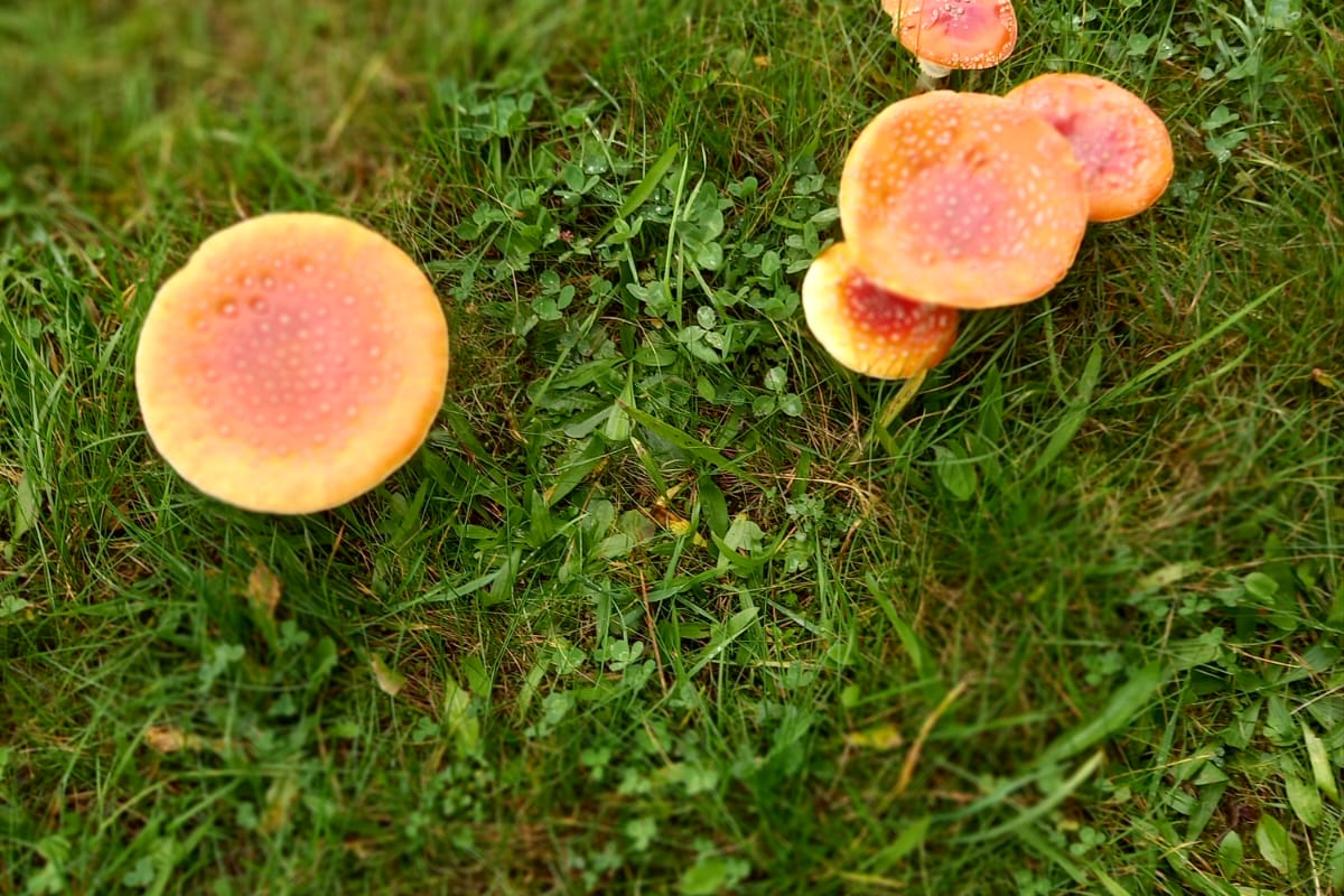 Broučci a jejich vycházky :-)