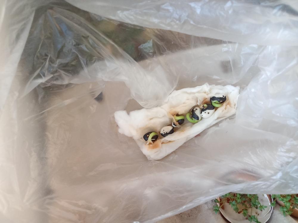 DISTANČNÍ VÝUKA V MŠ KAMARÁD (O třech zakletých stromech)- předškoláci - 10