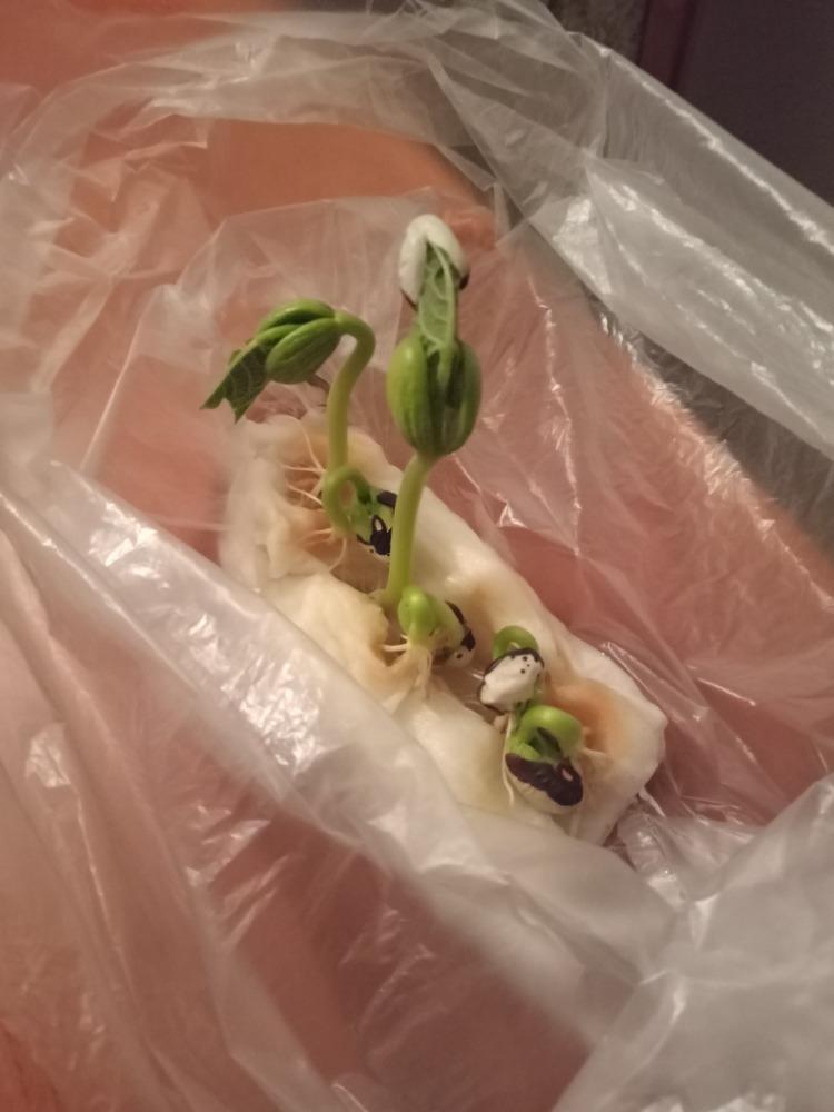 DISTANČNÍ VÝUKA V MŠ KAMARÁD (O třech zakletých stromech)- předškoláci - 11