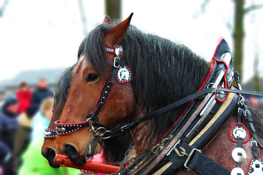 vzpomínka na Masopust - 7