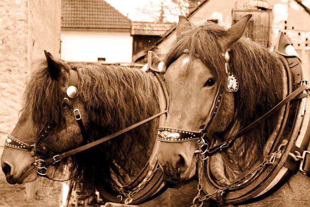 vzpomínka na Masopust - 8