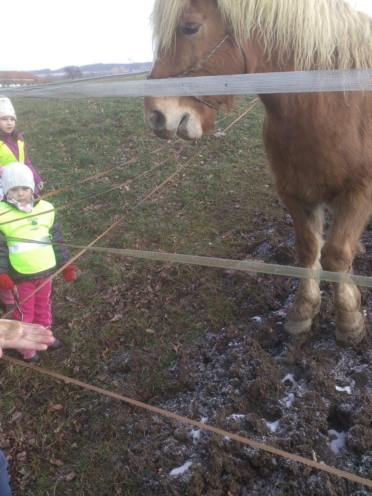 Vycházka ke koníčkovi aneb "máme rádi zvířata" - 3