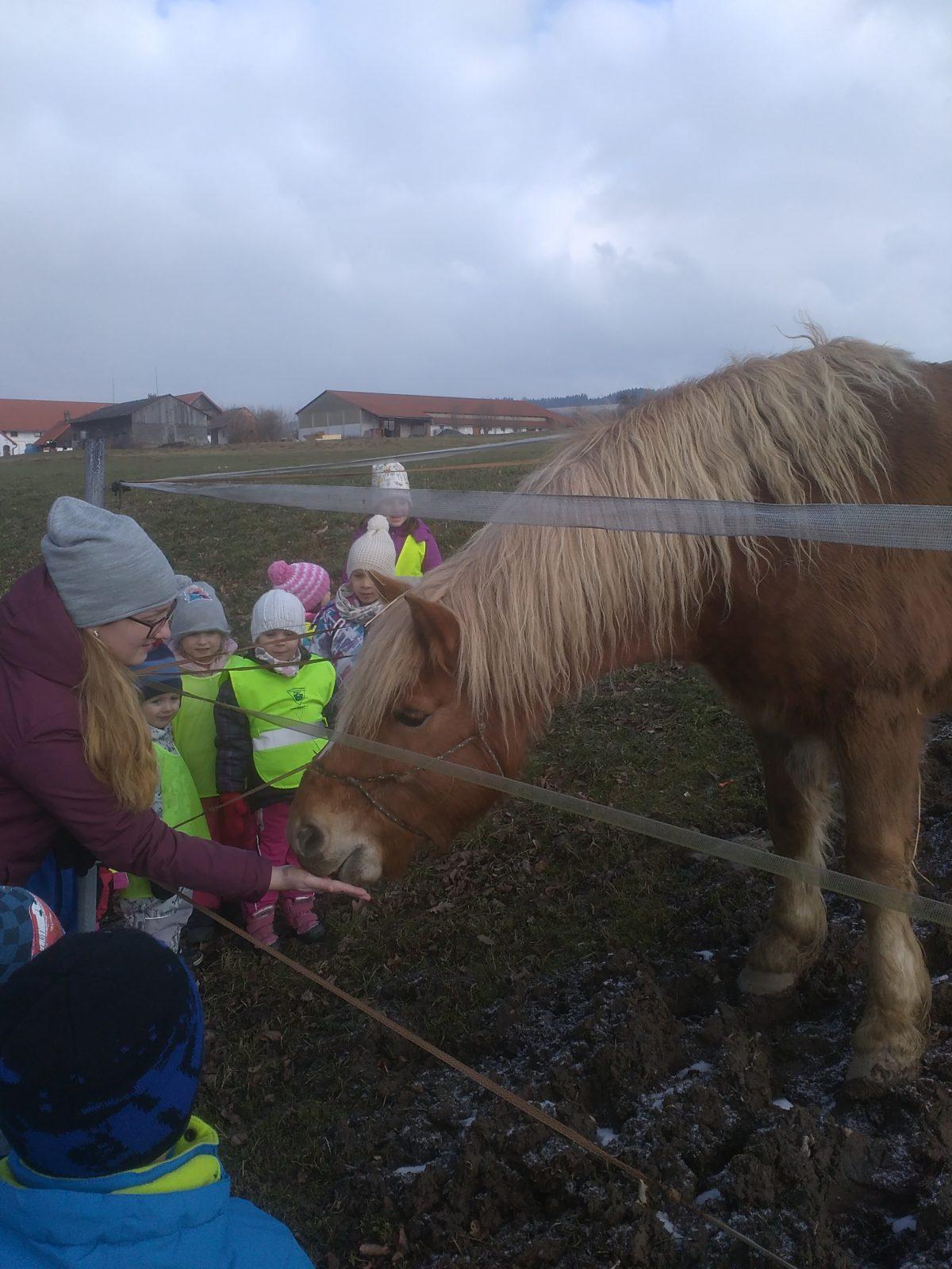 Vycházka ke koníčkovi aneb "máme rádi zvířata" - 5