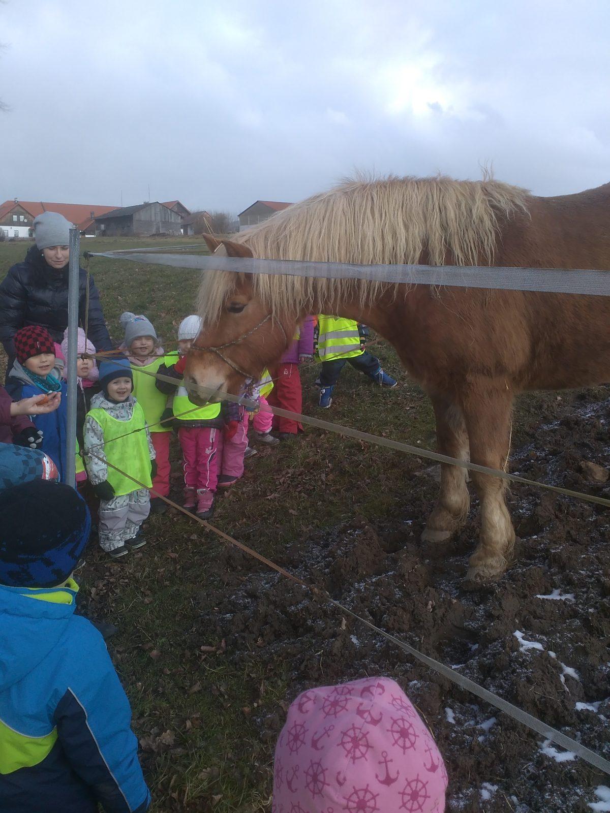 Vycházka ke koníčkovi aneb "máme rádi zvířata" - 6