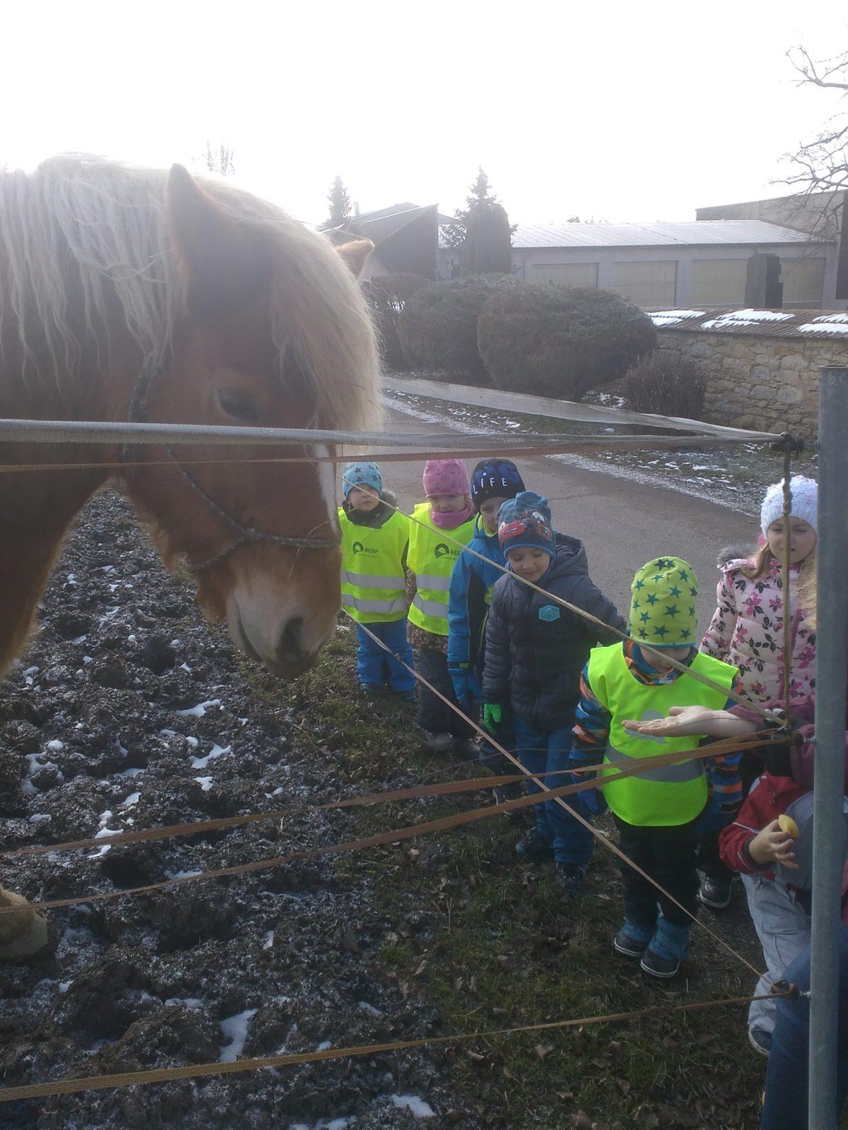 Vycházka ke koníčkovi aneb "máme rádi zvířata" - 7