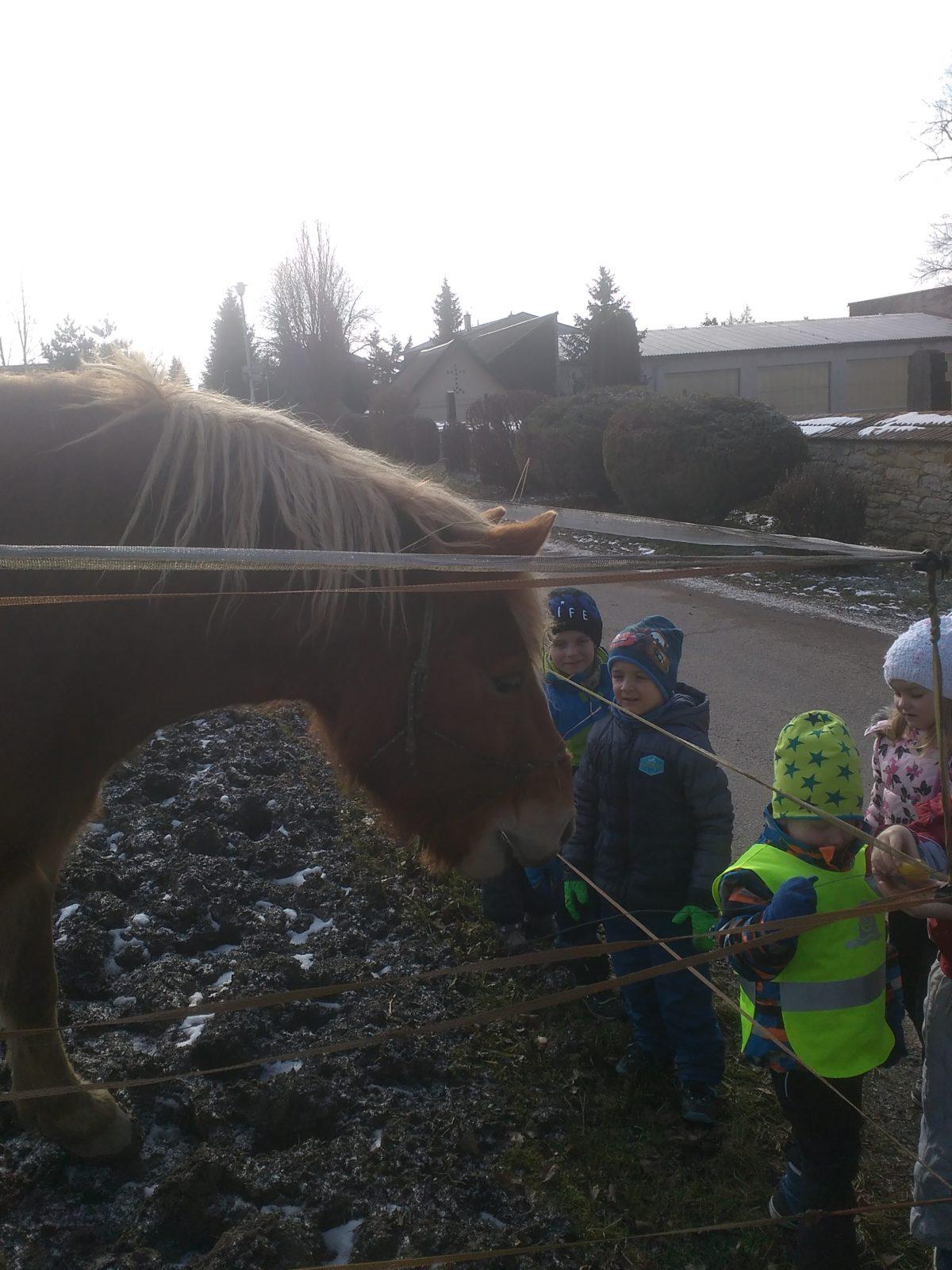 Vycházka ke koníčkovi aneb "máme rádi zvířata" - 10
