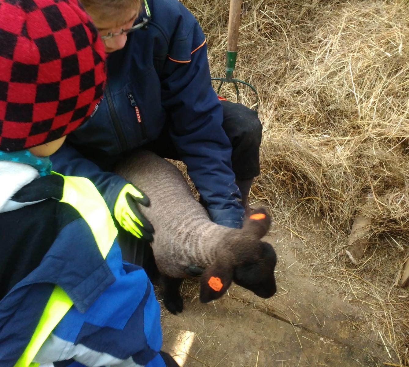 Vycházka za ovečkami a jejich jehňátky - 1