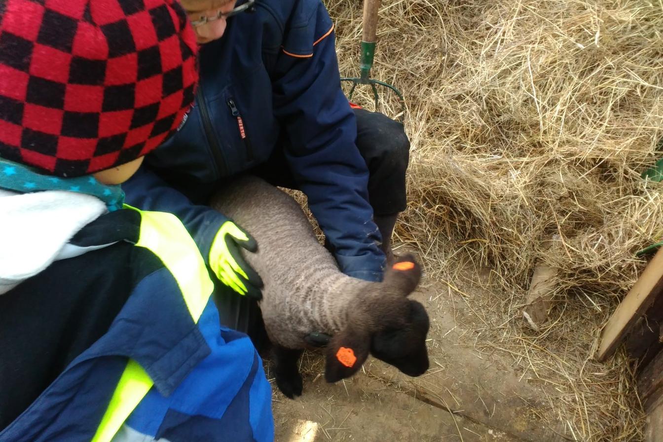 Vycházka za ovečkami a jejich jehňátky