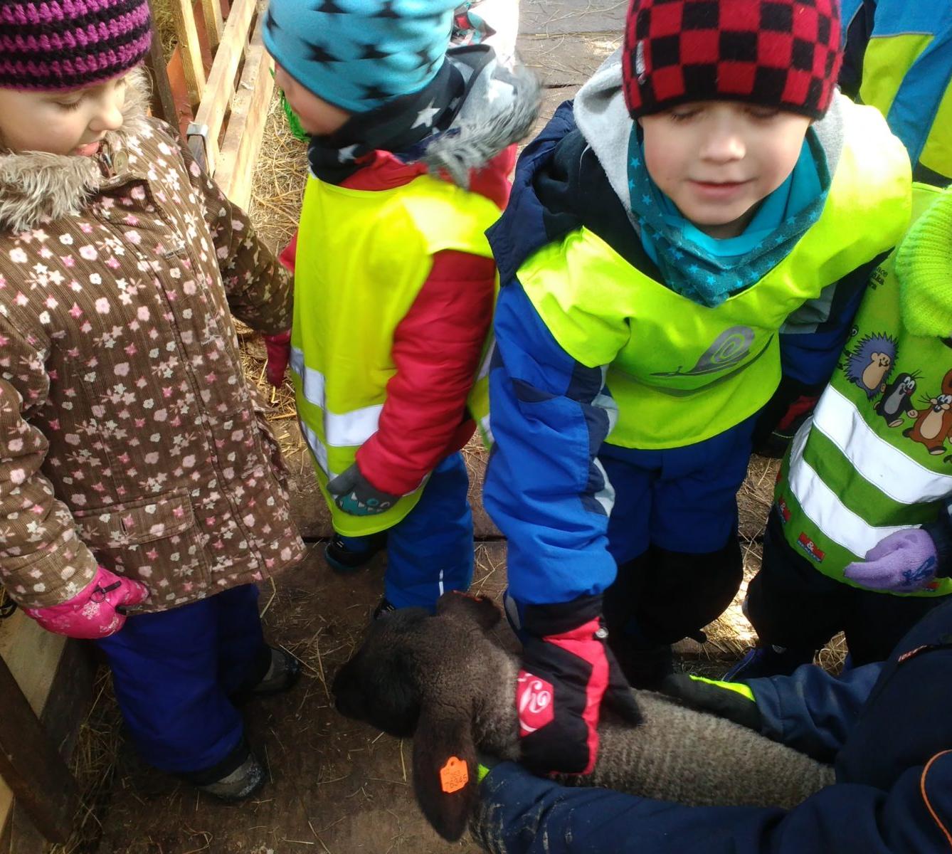 Vycházka za ovečkami a jejich jehňátky - 2