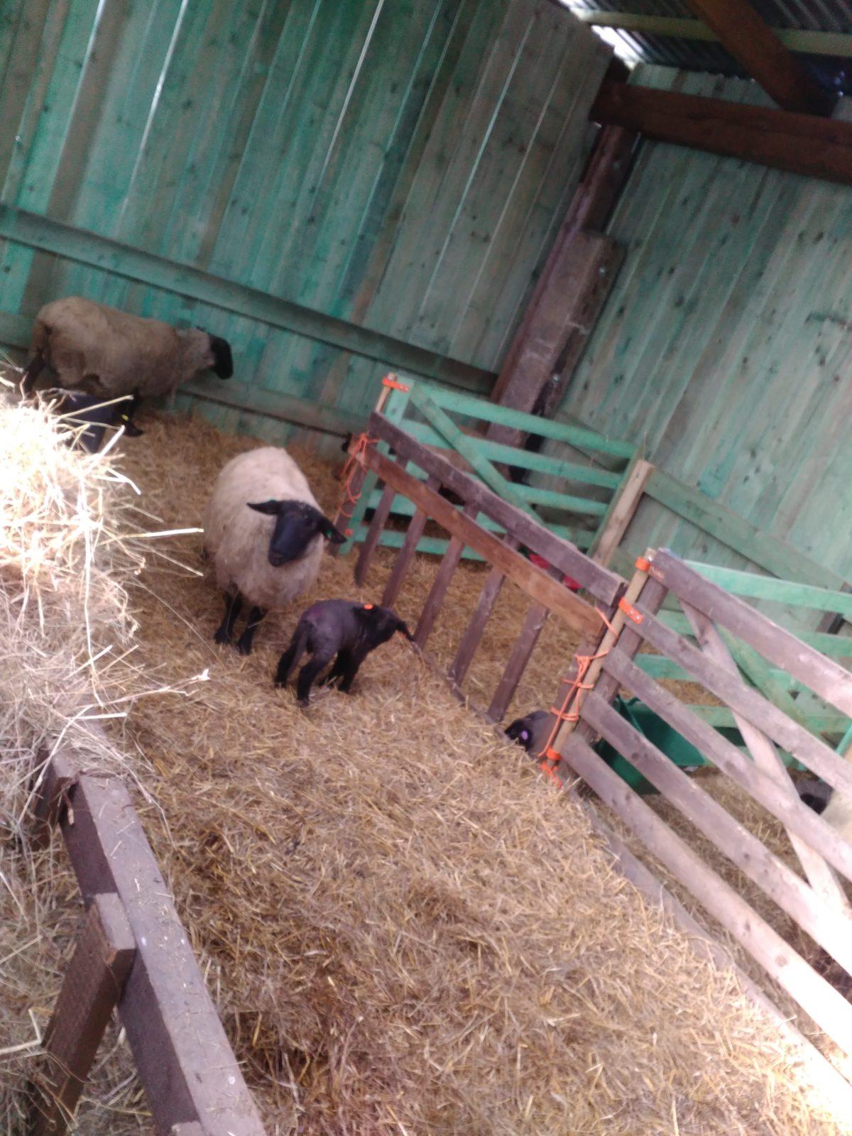 Vycházka za ovečkami a jejich jehňátky - 4