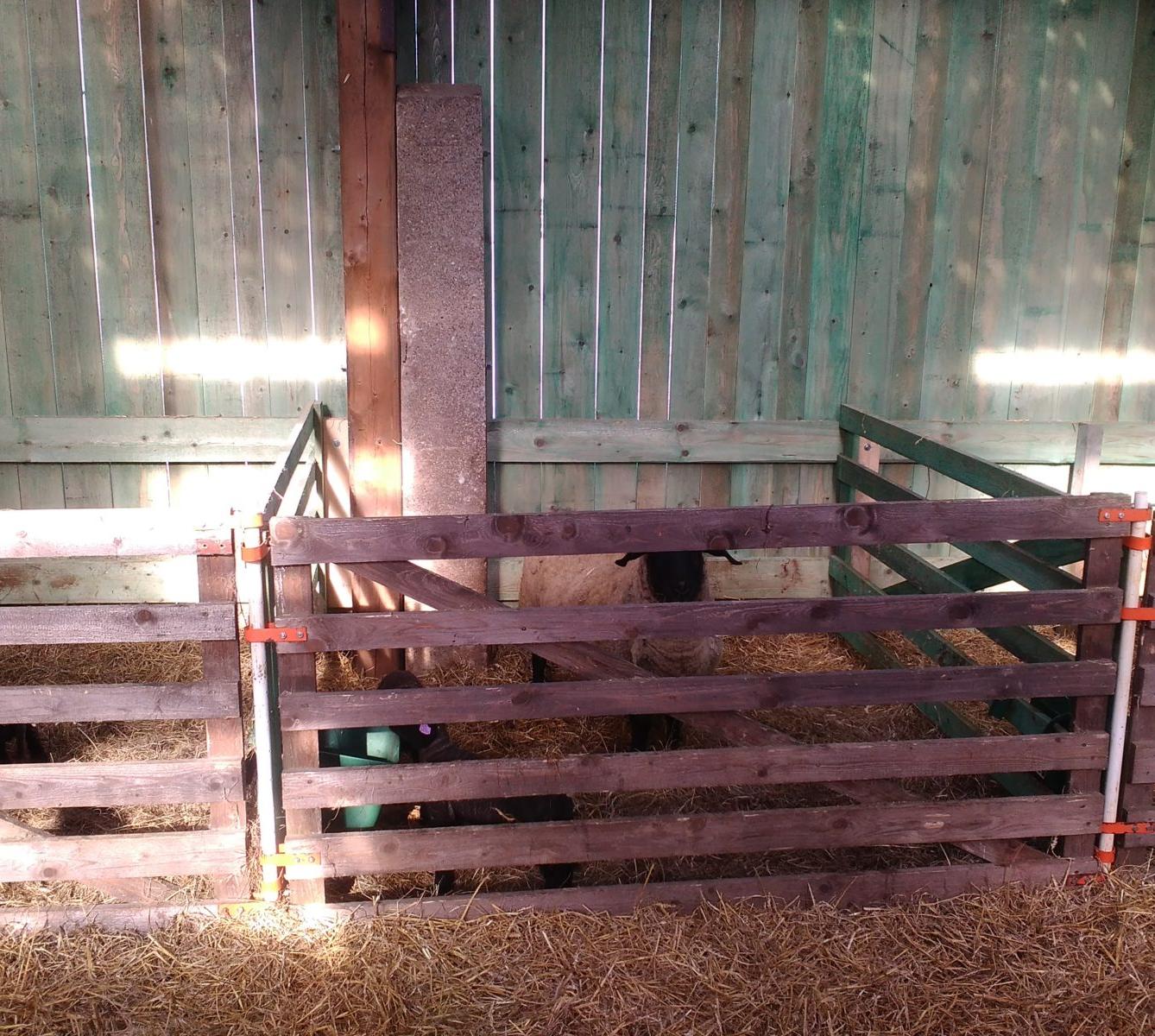 Vycházka za ovečkami a jejich jehňátky - 5