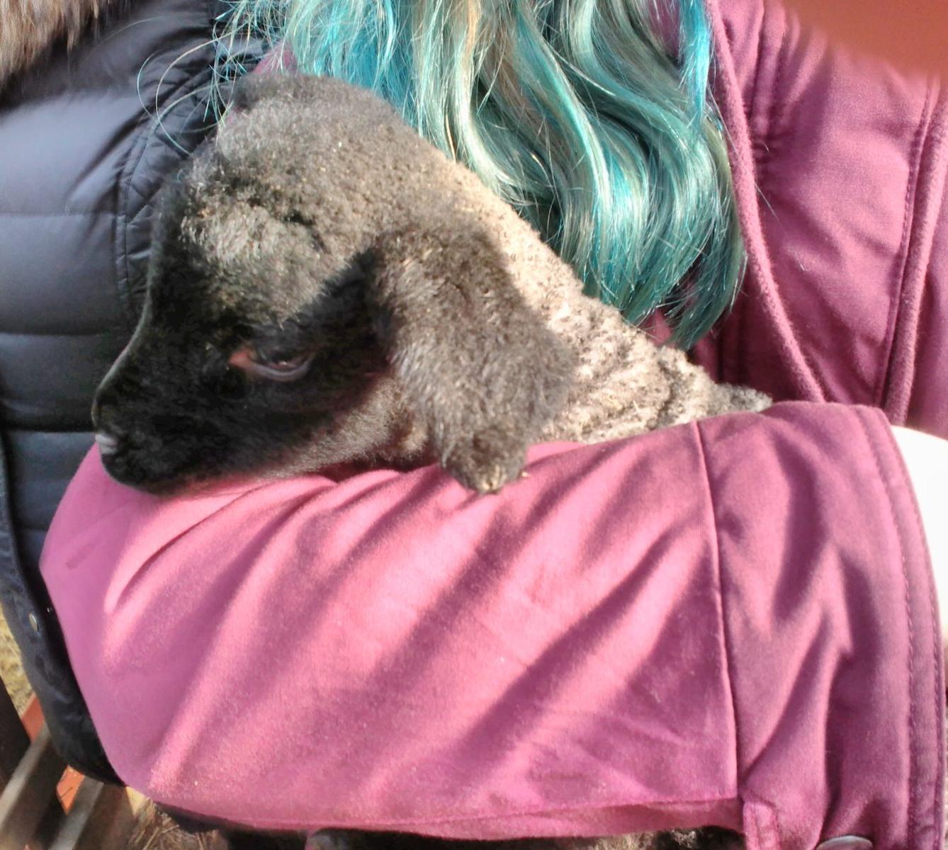 Vycházka za ovečkami a jejich jehňátky - 10