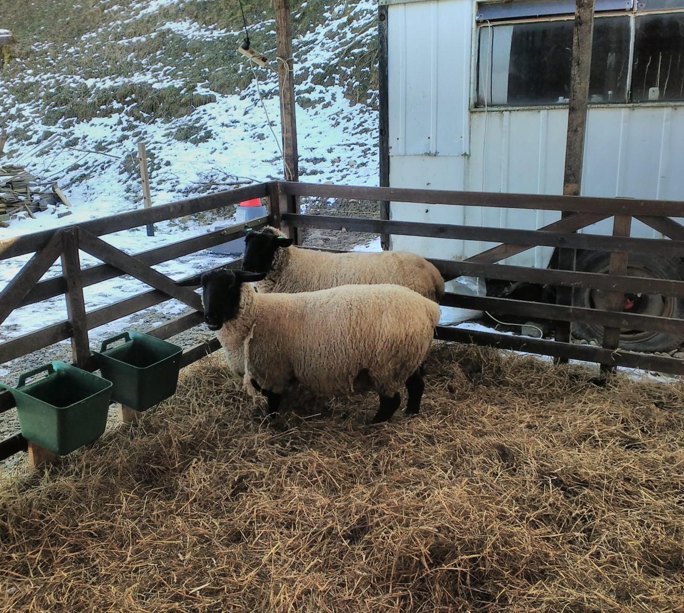Vycházka za ovečkami a jejich jehňátky - 11