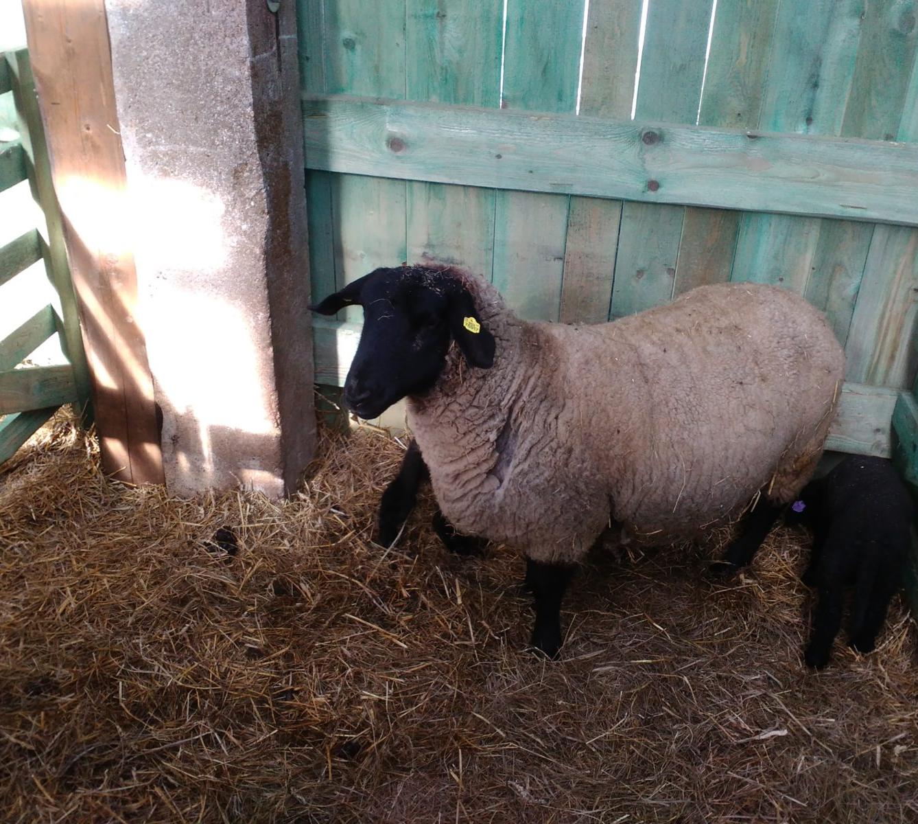 Vycházka za ovečkami a jejich jehňátky - 12