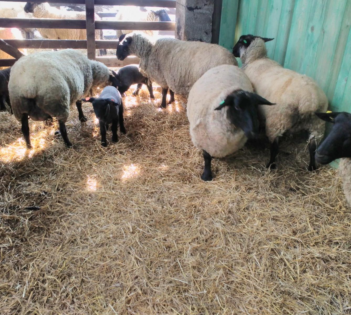 Vycházka za ovečkami a jejich jehňátky - 18