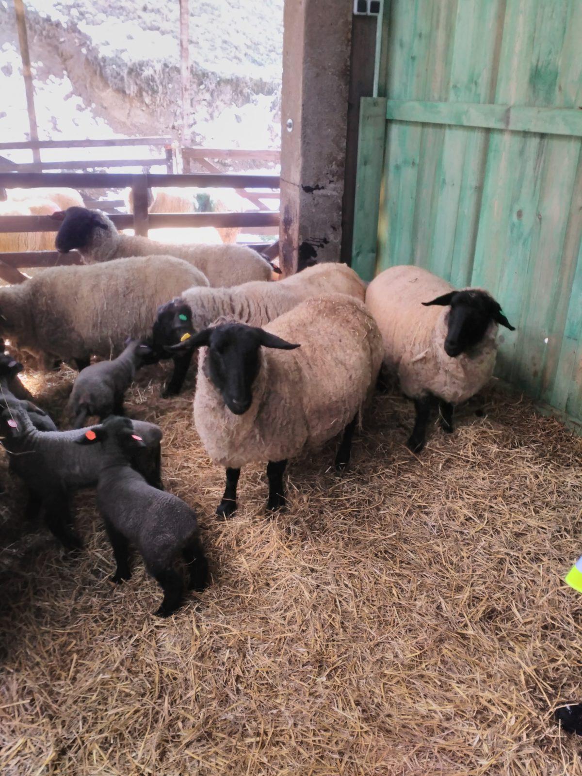 Vycházka za ovečkami a jejich jehňátky - 22