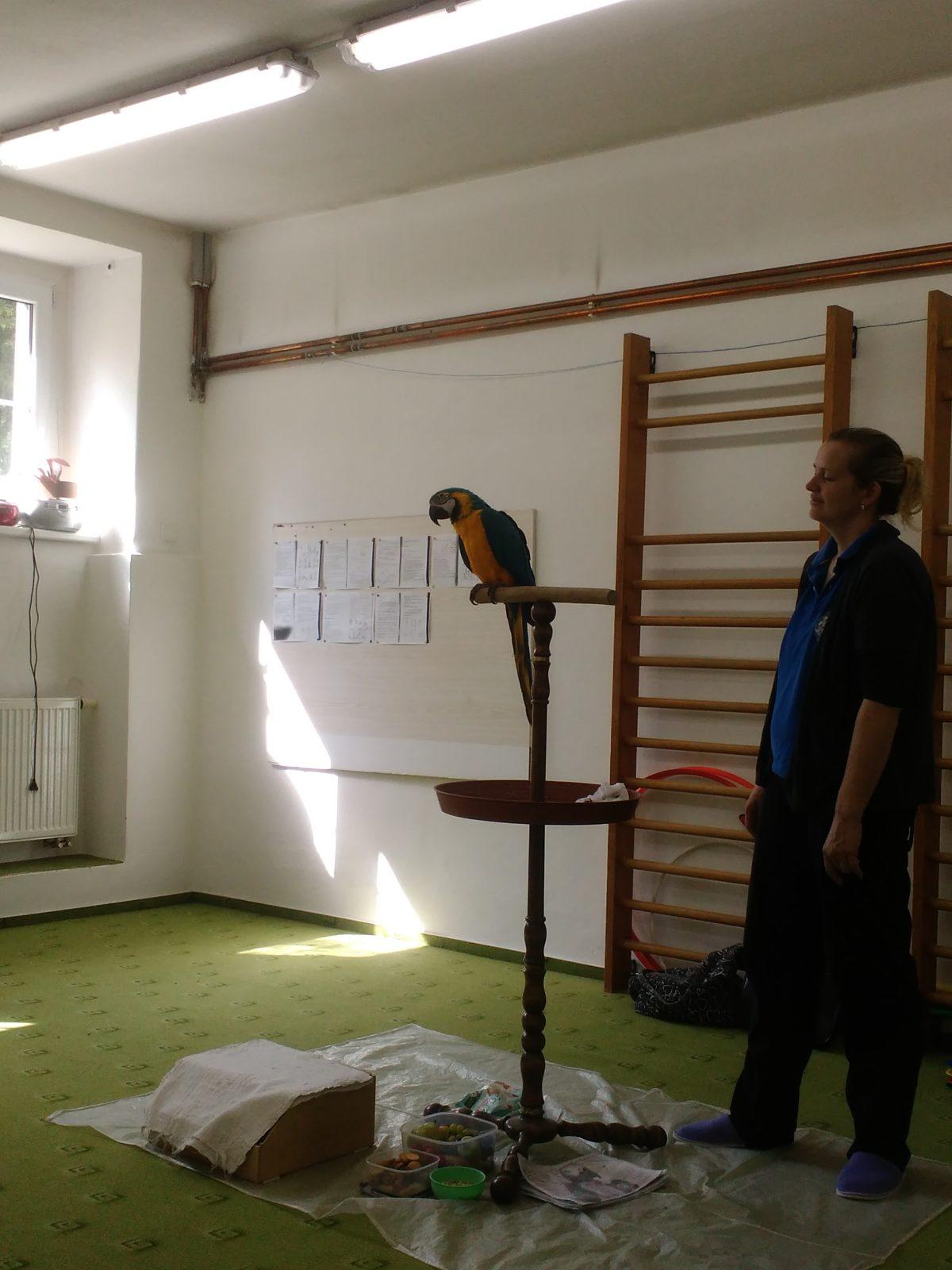 Papoušci ve školce - 37