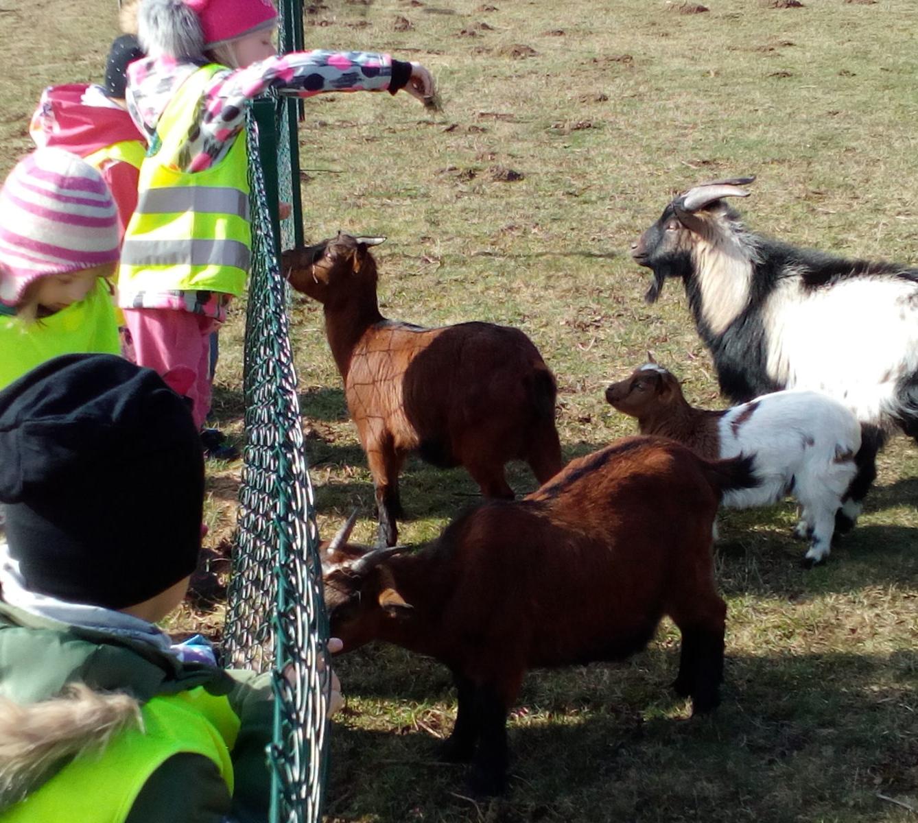 Máme rádi zvířata II.: kozičky - 12