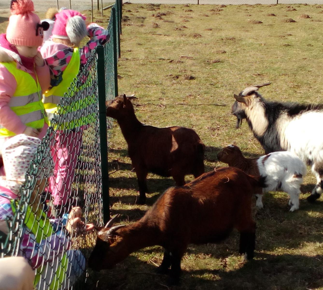 Máme rádi zvířata II.: kozičky - 13