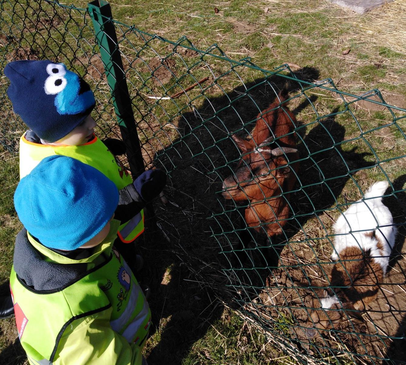 Máme rádi zvířata II.: kozičky - 20