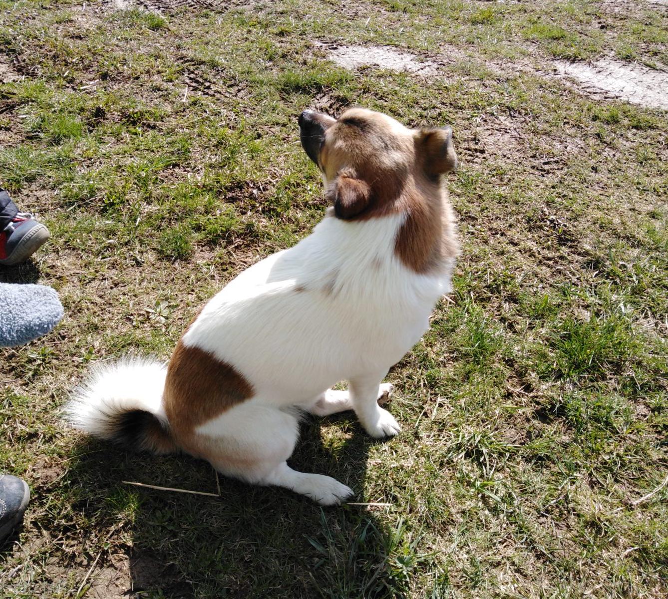 Máme rádi zvířata II.: kozičky - 25