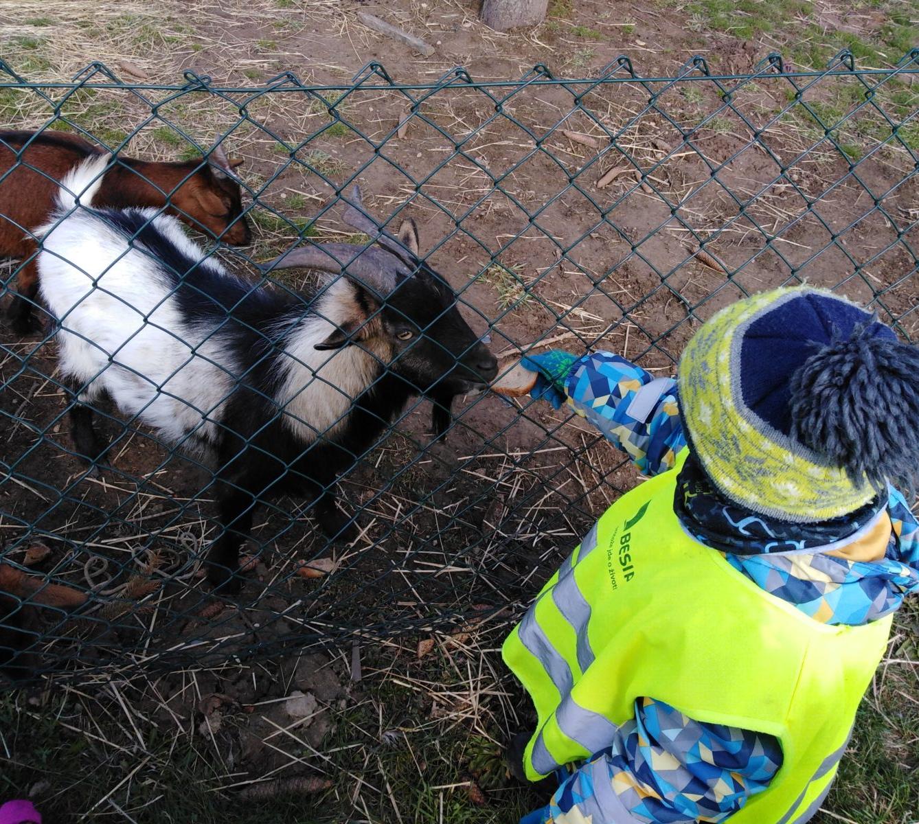 Máme rádi zvířata II.: kozičky - 27