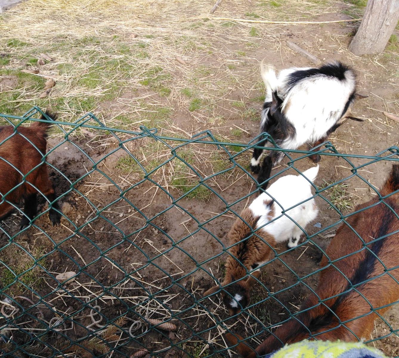 Máme rádi zvířata II.: kozičky - 28