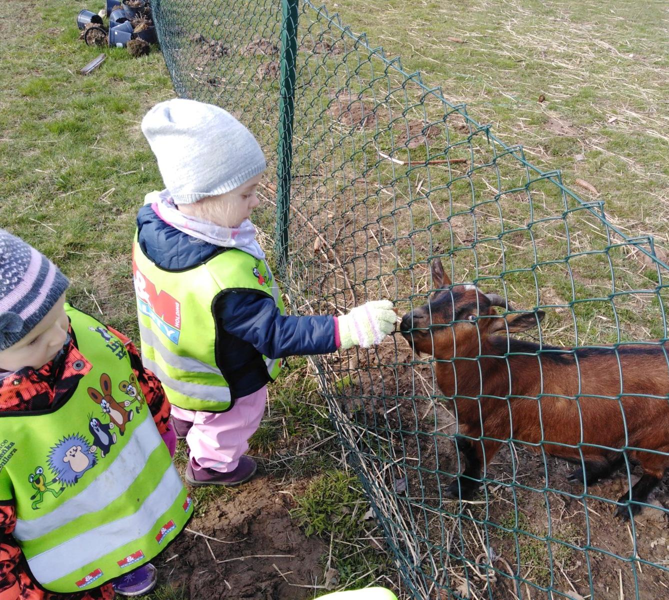Máme rádi zvířata II.: kozičky - 29
