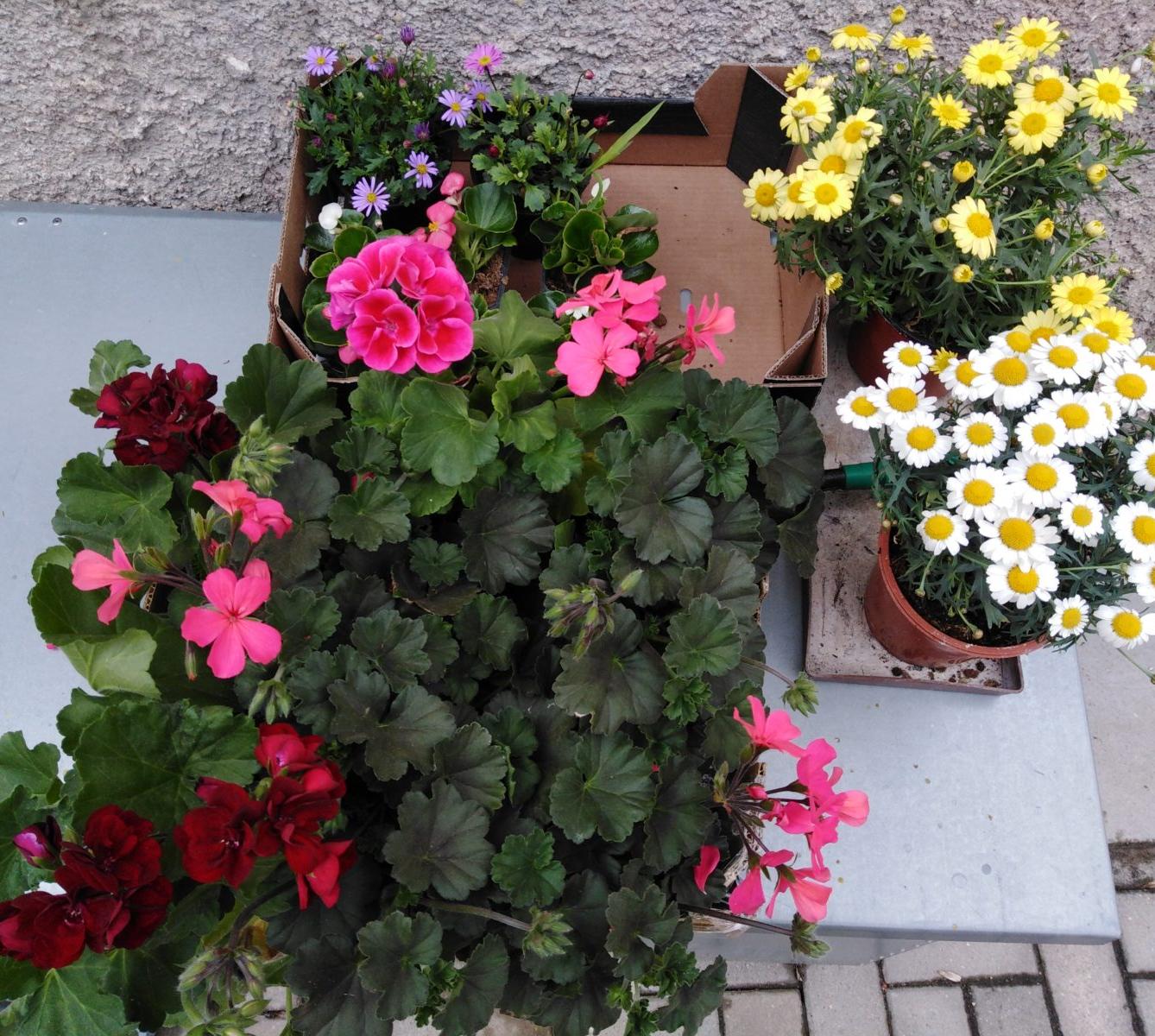 workshop zahrada:-) - 20