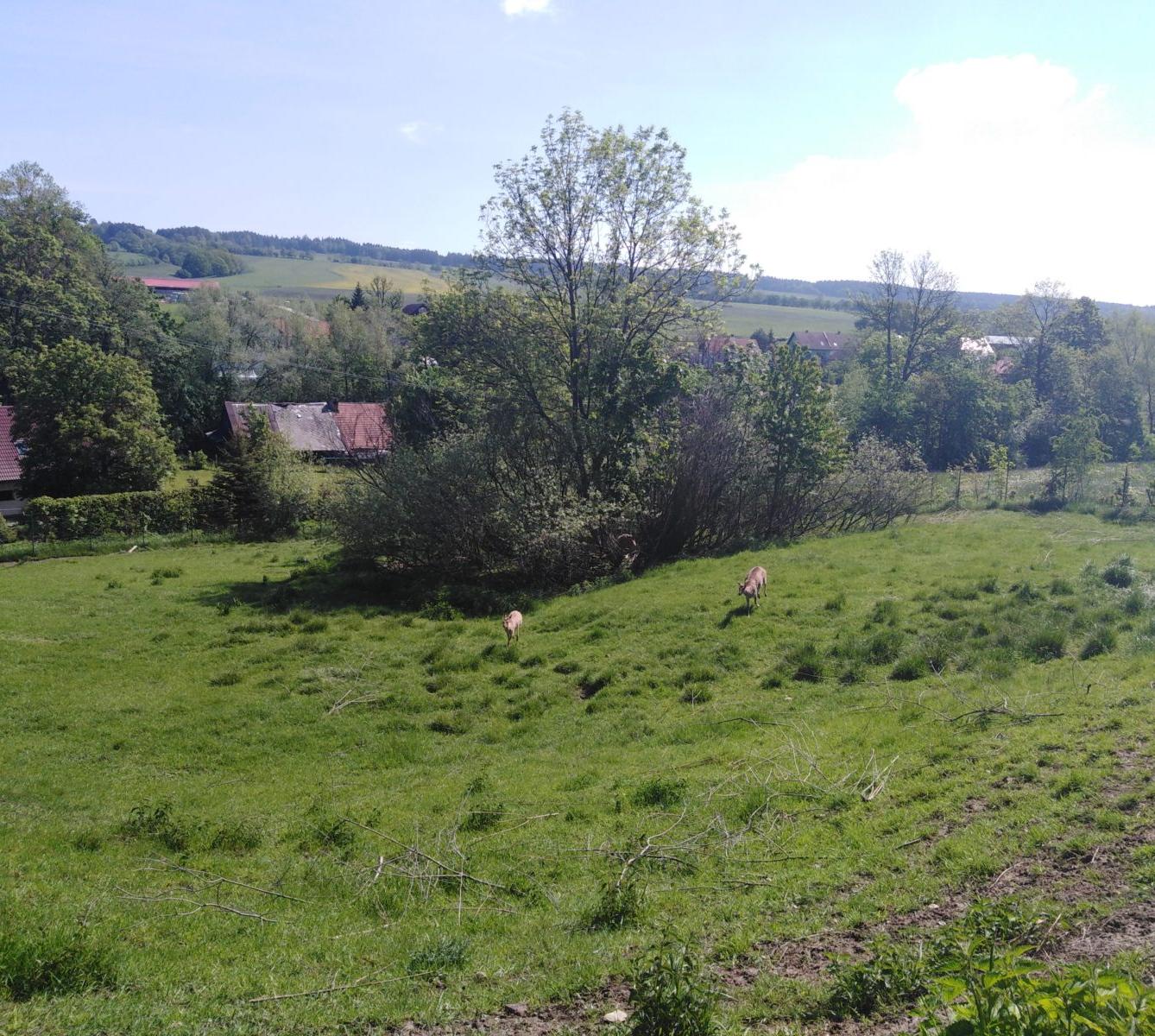 Vycházka za jeleny a návštěva lesní školky - 31