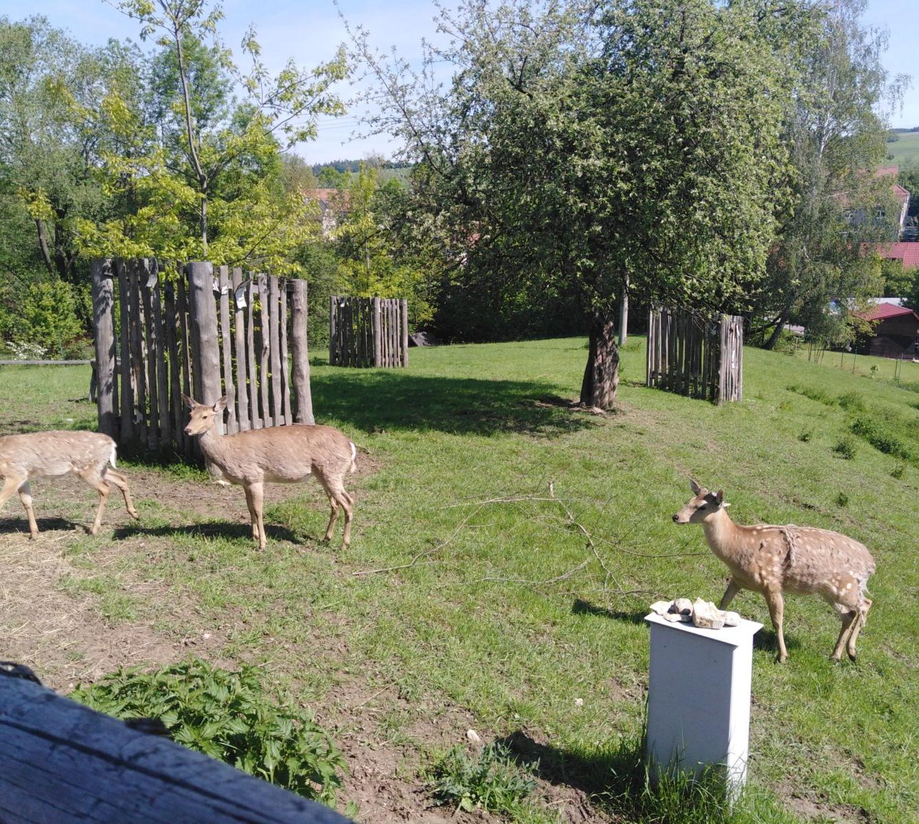 Vycházka za jeleny a návštěva lesní školky - 32