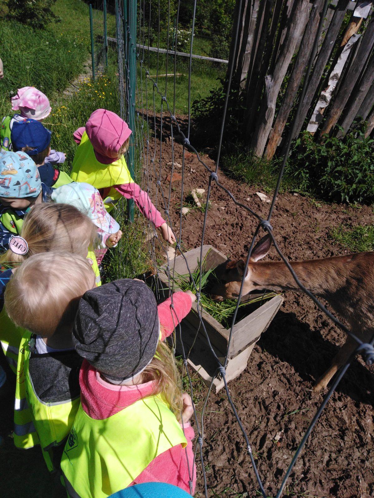 Vycházka za jeleny a návštěva lesní školky - 46