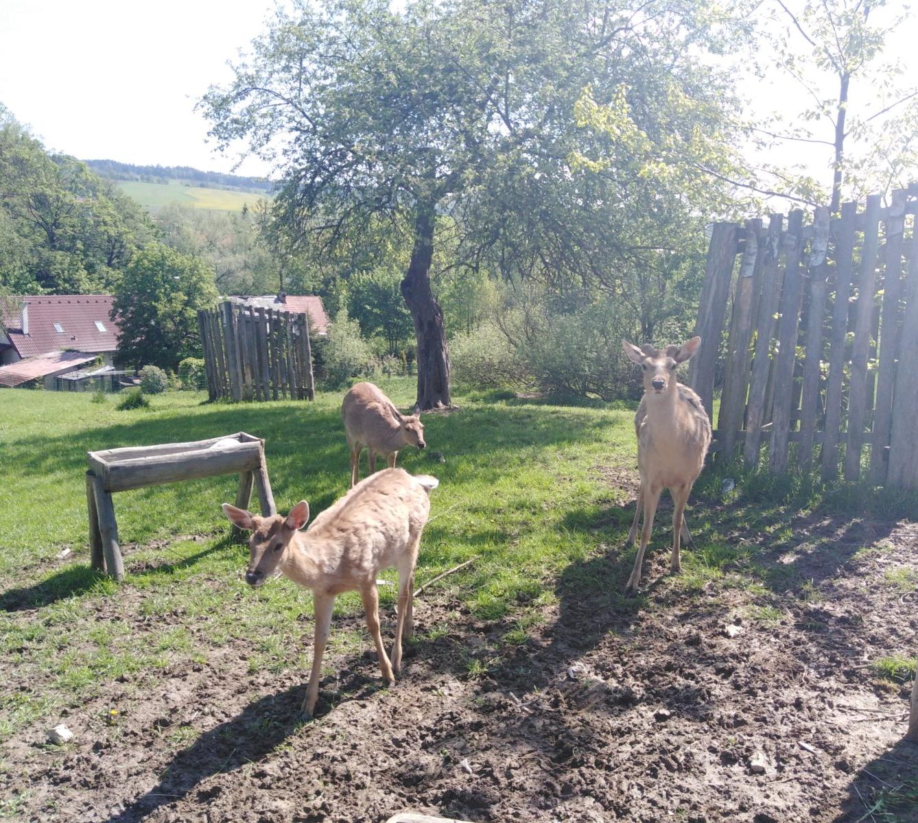 Vycházka za jeleny a návštěva lesní školky - 48