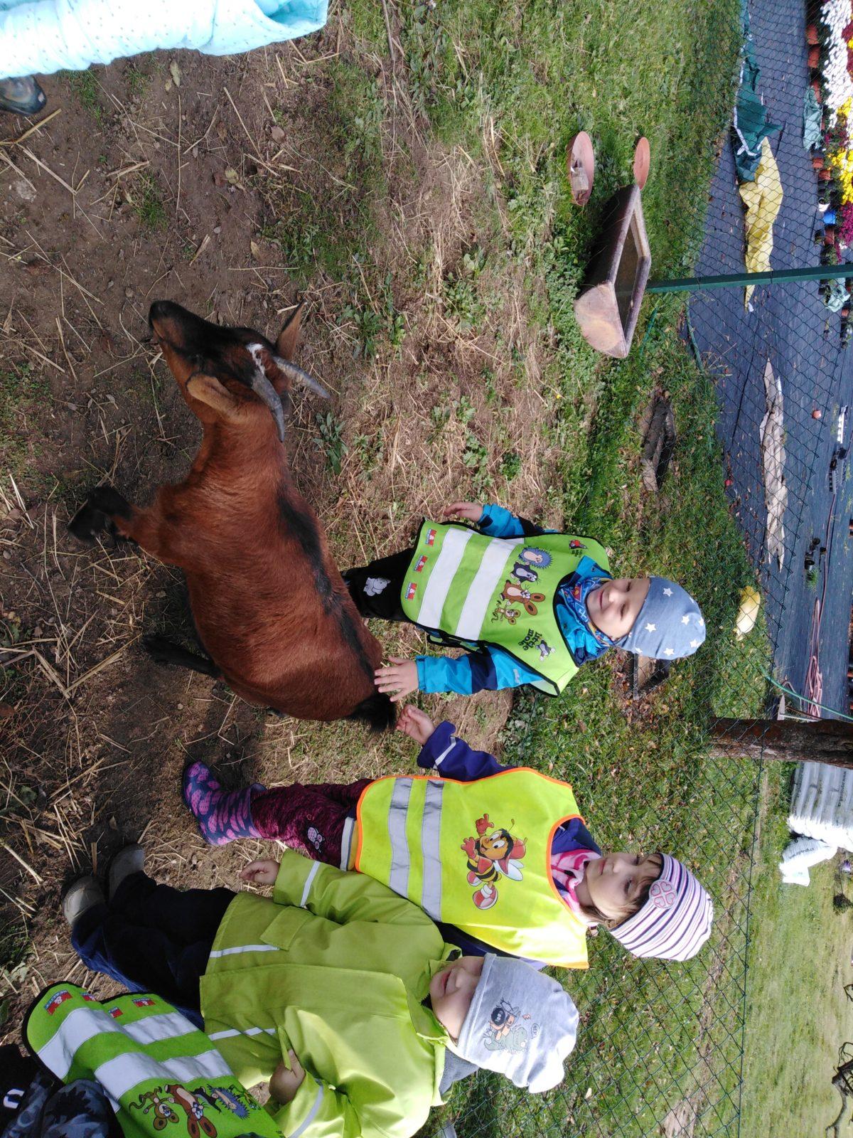 Broučci: vycházky za zvířátky - 6