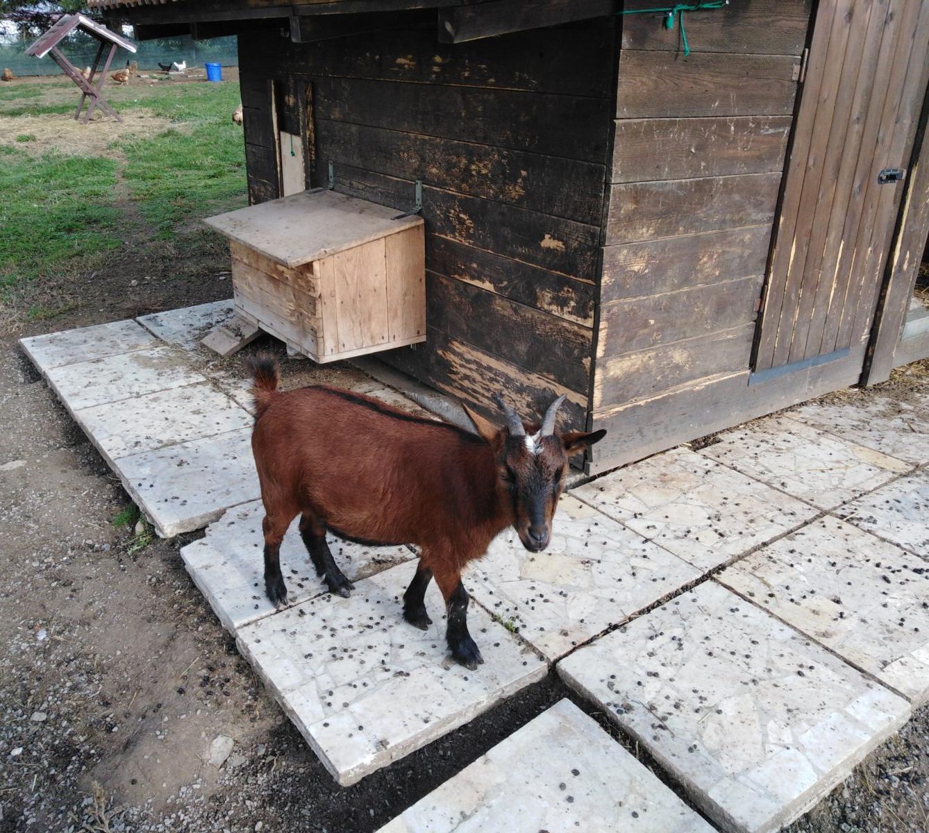 Broučci: vycházky za zvířátky - 7