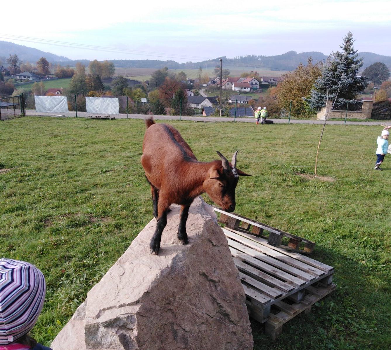 Broučci: vycházky za zvířátky - 9