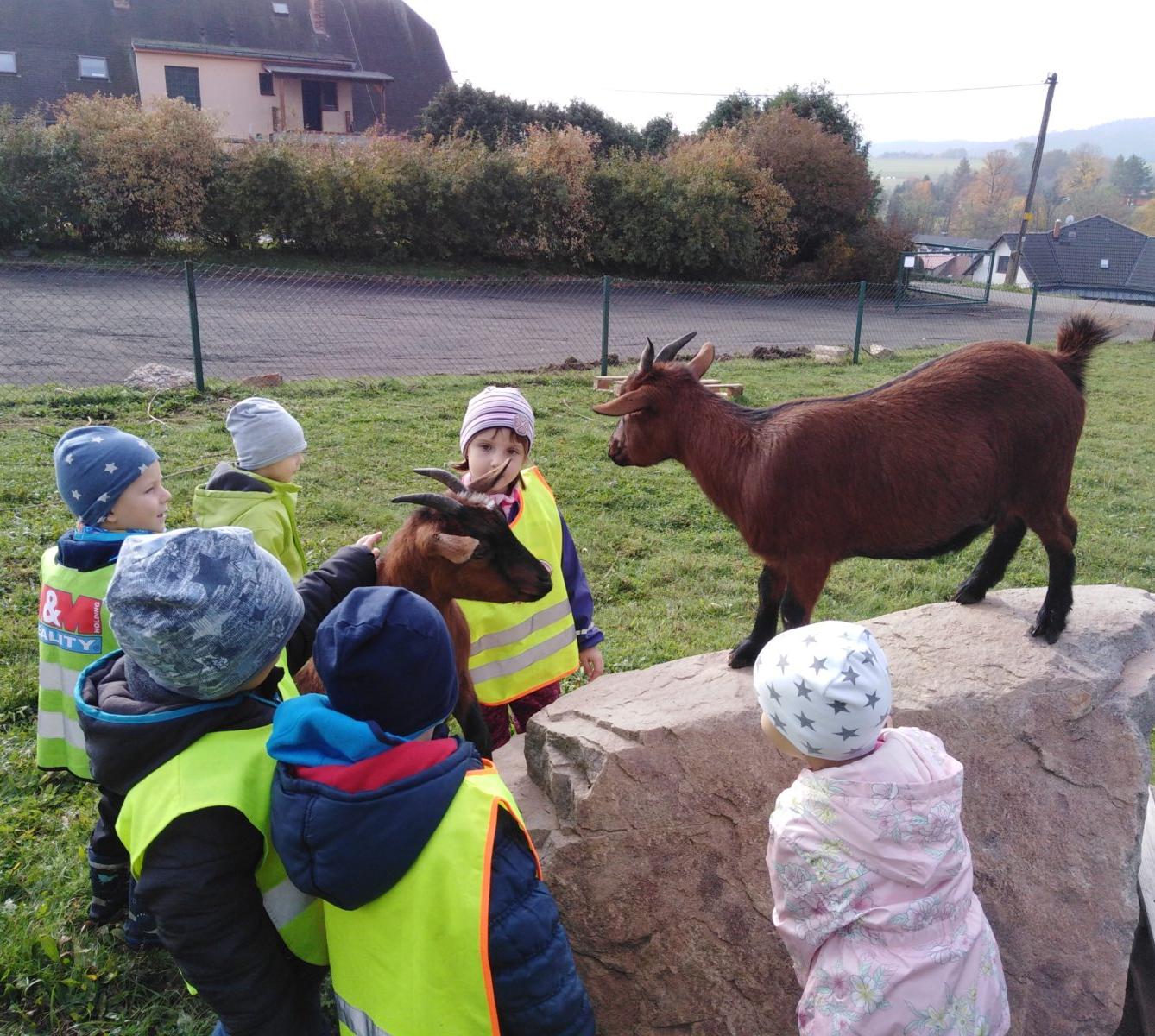 Broučci: vycházky za zvířátky - 13