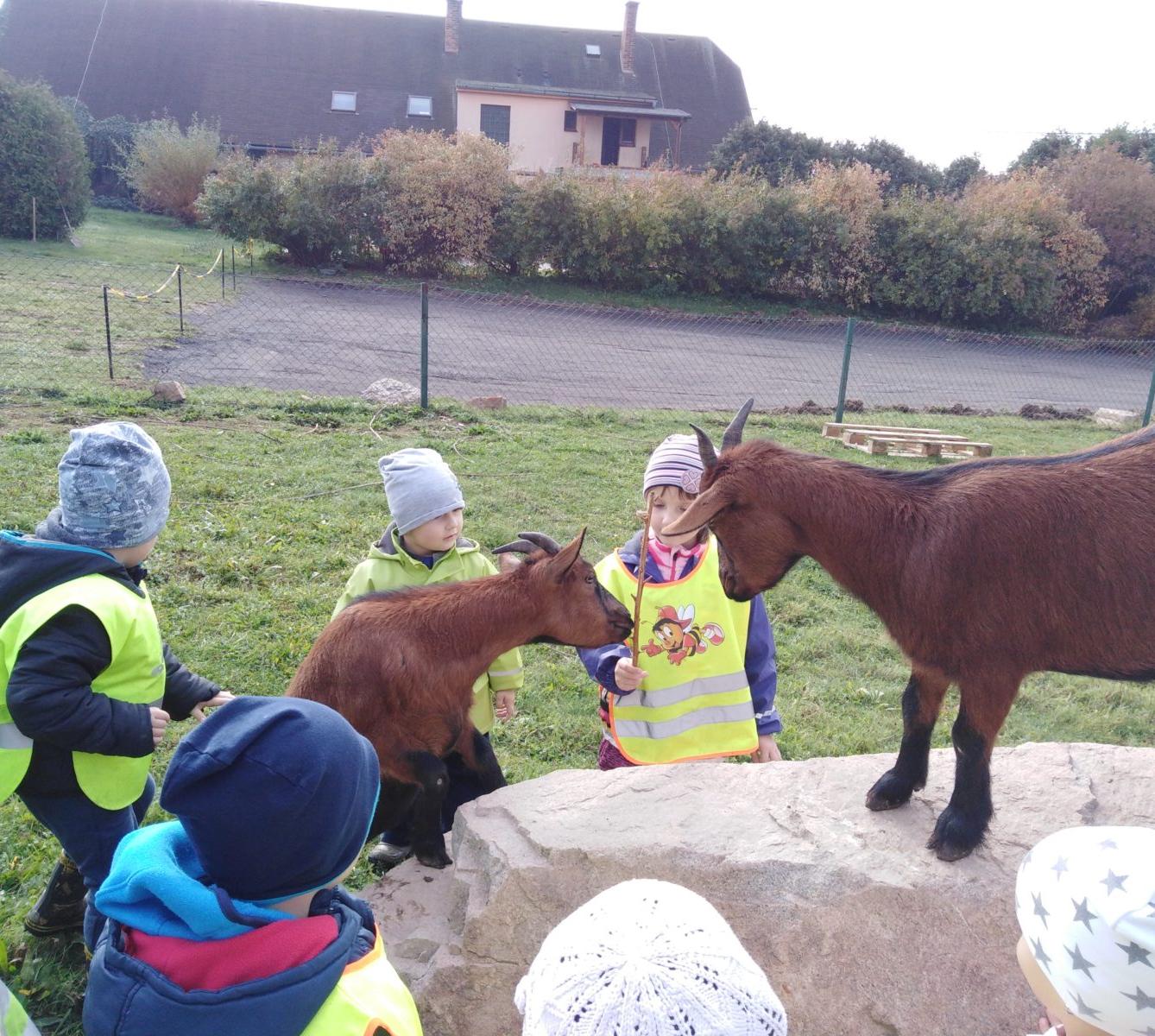 Broučci: vycházky za zvířátky - 15