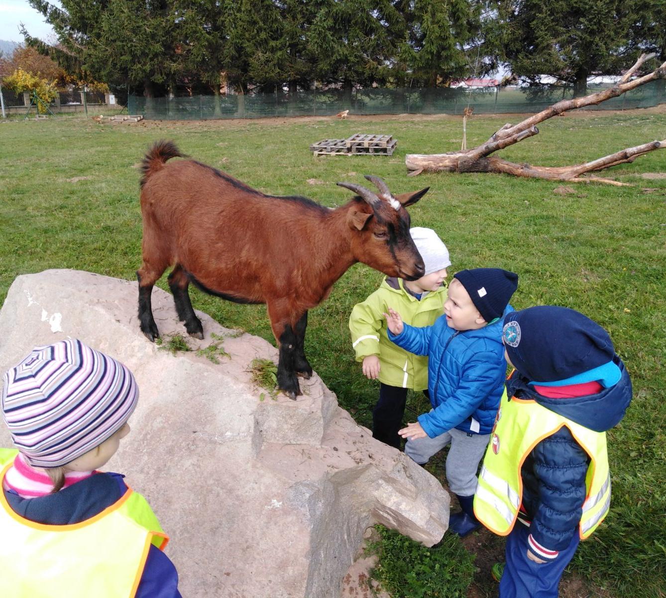 Broučci: vycházky za zvířátky - 20